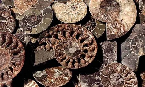 ammonitler nedir